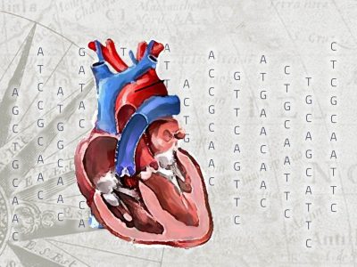 El atlas genético del corazón contribuirá a conocer mejor la patología de las enfermedades cardiovasculares. Imagen: Genotipia.