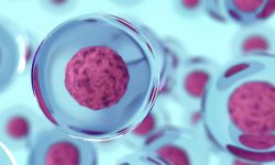 Una investigación ha demostrado que se pueden generar óvulos humanos con el número correcto de cromosomas similares a los óvulos naturales. Imagen: Adobe Express.
