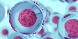 Una investigación ha demostrado que se pueden generar óvulos humanos con el número correcto de cromosomas similares a los óvulos naturales. Imagen: Adobe Express.