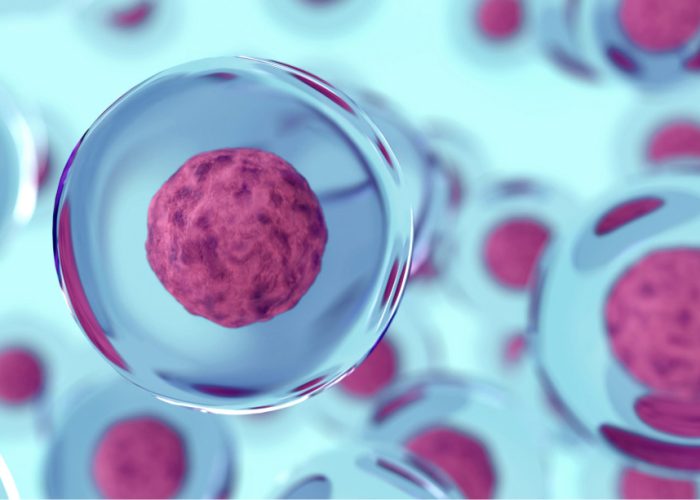 Una investigación ha demostrado que se pueden generar óvulos humanos con el número correcto de cromosomas similares a los óvulos naturales. Imagen: Adobe Express.