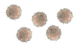 B cells NIH3