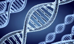 En el síndrome de Cornelia de Lange están involucrados hasta seis genes diferentes relacionados con la organización de los cromosomas. Imagen: Adobe Express.