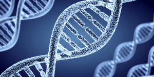 En el síndrome de Cornelia de Lange están involucrados hasta seis genes diferentes relacionados con la organización de los cromosomas. Imagen: Adobe Express.