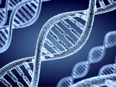 En el síndrome de Cornelia de Lange están involucrados hasta seis genes diferentes relacionados con la organización de los cromosomas. Imagen: Adobe Express.