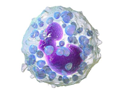Blausen_0077_Basophil