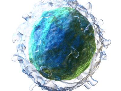 Linfocito B. Imagen: BruceBlaus. Blausen.com staff. "Blausen gallery 2014". Wikiversity Journal of Medicine. DOI:10.15347/wjm/2014.010. ISSN 20018762.  [CC BY 3.0 (http://creativecommons.org/licenses/by/3.0)].