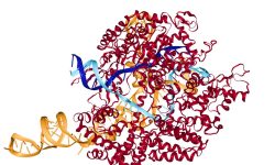 La plataforma SHERLOCK utiliza un sistema CRISPR en el que en lugar de Cas9 se utiliza una enzima con actividad RNAasa. Imagen: Protein Data Base 5F9R. Visualizada con NGL viewer. http://www.rcsb.org.