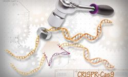 La tecnología CRISPR de edición del genoma ha revolucionado el campo de la biotecnología y biomedicina. Imagen: Ernesto del Aguiila, National Human Genome Research Institute (www.genome.gov).