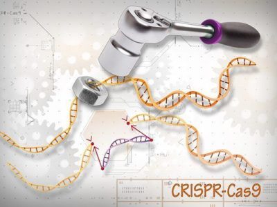 La tecnología CRISPR de edición del genoma ha revolucionado el campo de la biotecnología y biomedicina. Imagen: Ernesto del Aguiila, National Human Genome Research Institute (www.genome.gov).