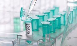 Varios ensayos evalúan el potencial de herramientas CRISPR en hemoglobinopatías