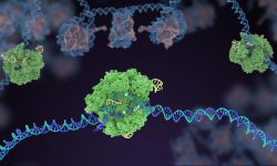 La inhibición de EDC4 mediante tecnología de edición CRISPR/Cas9 provoca en las células una sensibilización frente a agentes inductores de daño en el ADN en términos de mayor mortalidad celular. Imagen: Janet Iwasa for the Innovative Genomics Institute at UC Berkeley.