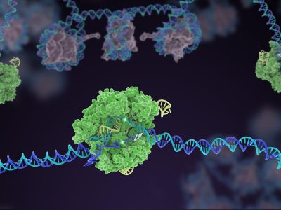 La inhibición de EDC4 mediante tecnología de edición CRISPR/Cas9 provoca en las células una sensibilización frente a agentes inductores de daño en el ADN en términos de mayor mortalidad celular. Imagen: Janet Iwasa for the Innovative Genomics Institute at UC Berkeley.