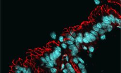 Microscopía del intestino, con los núcleos teñidos en azul y la red de proteínas de barrera en rojo. La alteración de la microbiota intestinal está conectada con el envejecimiento / Manuel Montero Gómez de las Heras, CBM.