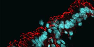Microscopía del intestino, con los núcleos teñidos en azul y la red de proteínas de barrera en rojo. La alteración de la microbiota intestinal está conectada con el envejecimiento / Manuel Montero Gómez de las Heras, CBM.