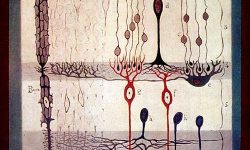 Esquema de la retina de Santiago Ramón y Cajal. Imagen: Instituto Cajal, CSIC, Madrid.