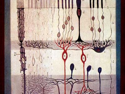 Esquema de la retina de Santiago Ramón y Cajal. Imagen: Instituto Cajal, CSIC, Madrid.
