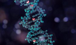 Cambios en la metilación del ADN derivan en una expresión diferencial de los genes según la placenta sea de un feto masculino o un feto femenino.
