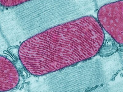 Mitocondrias en el músculo cardíaco de rata. La membrana interna de la mitocondria se pliega repetidamente en el interior, lo que aumenta la superficie de producción energética. Imagen: modificada de Thomas Deenrick, National Center for Microscopy and Imaging Research (NIH,  EE.UU.)