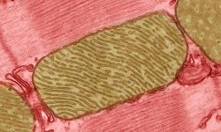 Mitocondrias en el músculo cardíaco de rata.  Imagen: modificada de Thomas Deenrick, National Center for Microscopy and Imaging Research (NIH,  EE.UU.)