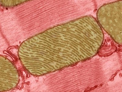 Mitocondrias en el músculo cardíaco de rata.  Imagen: modificada de Thomas Deenrick, National Center for Microscopy and Imaging Research (NIH,  EE.UU.)