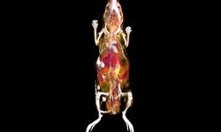 Una parte de las malformaciones venosas están causadas por mutaciones activadoras en el oncogén PIK3CA. En la imagen se muestra una angiografia por tomografia computerizada de uno de los ratones utilizados en el estudio – se puede observer en el costado derecho una malformacion venosa. Imagen cortesía de Sandra D Castillo.