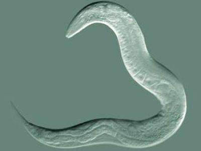 C.elegans. Imagen: By Bob Goldstein, UNC Chapel Hill http://bio.unc.edu/people/faculty/goldstein/ (Own work) [CC-BY-SA-3.0 (http://creativecommons.org/licenses/by-sa/3.0)], via Wikimedia Commons