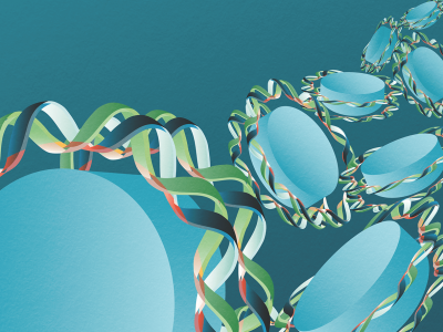 La molécula de ADN, formada por una doble hélice, rodea dos veces las histonas formando los nucleosomas. Las zonas rosadas son las que están enriquecidas por pares de bases de Adenina/Timina Imagen:  Iris Joval Granollers.