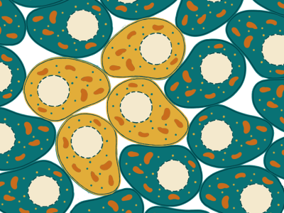 El mosaicismo cromosómico se produce cuando en un mismo organismo coexisten poblaciones celulares de diferente composición cromosómica. Imagen: Rosario García, Genotipia.