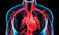 La Asociación Americana del Corazón ha publicado una serie de recomendaciones para profesionales clínicos sobre el manejo de resultados genéticos secundarios relacionados con enfermedades cardiovasculares hereditarias. Imagen: Science Photo Library vía Canva.