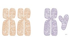 Cromosomas sexuales, responsables de la determinación del sexo en la especie humana. Las mujeres presentan dos cromosomas X y los hombres únicamente uno. Imagen cortesía de Marta Yerca.
