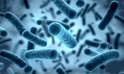 Cuando las mitocondrias no funcionan bien se debilita la barrera intestinal. Un estudio en ratones revela que restaurar el butirato, molécula producida por la microbiota, podría aportar beneficios en estas enfermedades.