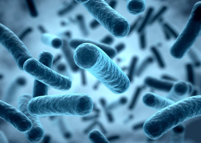 Cuando las mitocondrias no funcionan bien se debilita la barrera intestinal. Un estudio en ratones revela que restaurar el butirato, molécula producida por la microbiota, podría aportar beneficios en estas enfermedades.
