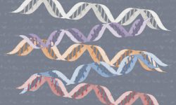 La firma molecular de 17 genes permite predecir, en el momento del diagnóstico, si los pacientes con leucemia mieloide aguda desarrollaran resistencia a la quimioterapia.
