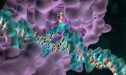 La metilación del ADN es una de las principales modificaciones epigenéticas del material hereditario. Imagen: Metilación del ADN. Dr. Kate Patterson, Garvan Institute, Australia.