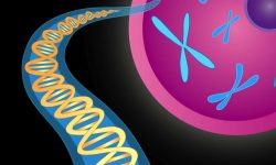 Las células de los pacientes con anemia de Fanconi se caracterizan por una elevada fragilidad cromosómica y por una hipersensibilidad a la acción de los agentes que provocan enlaces cruzados en el DNA. Imagen: National Institute of Mental Health (EEUU).