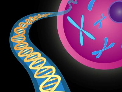 Las células de los pacientes con anemia de Fanconi se caracterizan por una elevada fragilidad cromosómica y por una hipersensibilidad a la acción de los agentes que provocan enlaces cruzados en el DNA. Imagen: National Institute of Mental Health (EEUU).