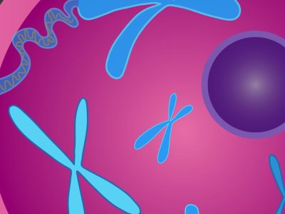 Cromosomas. Imagen: National Institute of Mental Health, NIH.