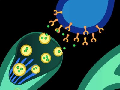 Sinapsis nerviosa. Imagen; National Institute of Mental Health (NIH, EEUU)