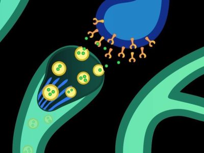 Sinapsis nerviosa. Imagen: National Institute Mental Health, NIH