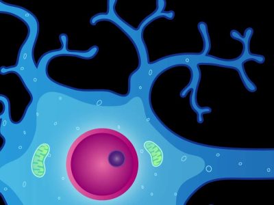 Célula nerviosa. Imagen: National Institute of Mental Health, NIH, EEUU