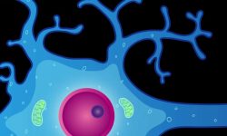 D__NIMHRoot_IL_LibraryImages_High_neuron2.jpg