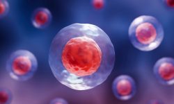 Desarrollan un método para producir células madre de la sangre a través de la activación de un conjunto de siete genes clave