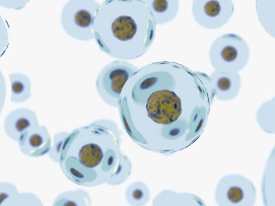 Una nueva investigación revela una proteína reguladora que interviene en cáncer y envejecimiento. Imagen: Adobe Express.