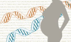 Las técnicas de cribado prenatal no invasivas estiman si la proporción de material hereditario de los cromosomas mencionados es la que corresponde a las dos copias cromosómicas esperadas. Imagen: MedigenePress SL.