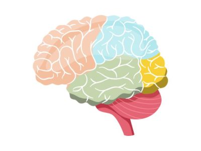 Dibujo del cerebro humano donde se muestra el lobulo frontal afectado por la demencia frontotemporal