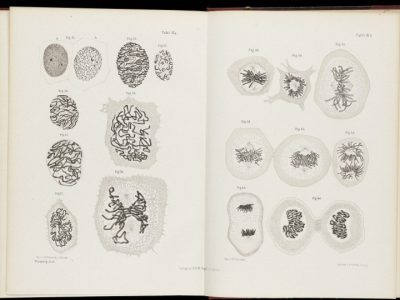 Diagrama que muestra el comportamiento de los cromosomas durante la mitosis. Ilustración original de Walther Flemming.