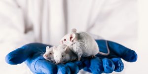Un estudio en ratones demuestra que ratones de ambos sexos manifiestan los síntomas principales de la Distrofia Miotónica tipo I.