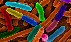 Los investigadores modificaron cepas de Escherichia coli, mediante ingeniería genética, para incorporarles, tres circuitos genéticos que generaban distintas respuestas antitumorales. Imagen: Escherichia coli By Mattosaurus. Commons