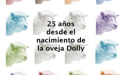 Dolly imagen