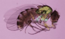 Utilizando la mosca de la fruta (Drosophila melanogaster) como modelo hemos identificado una clase de genes regulados a lo largo del desarrollo cuya expresión se activa de forma temporal sin presentar las modificaciones canónicas de activación génica. Imagen: Drosophila melanogaster (National Institute of General Medical Sciences).